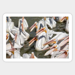 Hungry Pelicans Sticker